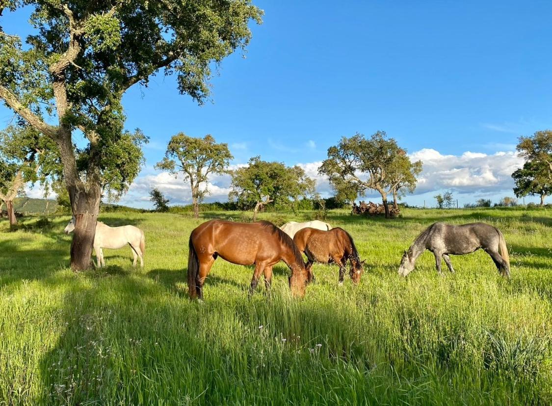 Herdade De Santa Maria Almeirim Exteriör bild